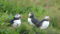 Rundreise Island - Puffins an der Landspitze Dyrholaey