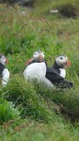 Rundreise Island - Puffins an der Landspitze Dyrholaey