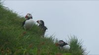 Rundreise Island - Puffins an der Landspitze Dyrholaey