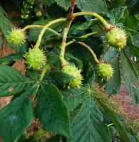 Die Kastanien entwickeln sich gut hier im Norden