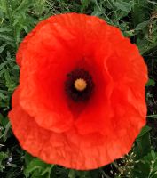 Mohn blüht gerade auf Saaremaa 