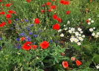 Die Wiesen auf der Insel Saaremaa blühen üppig