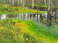 Überwältigende Farben des Moores, Lahemaa Nationalpark