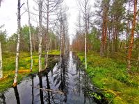 Wundervolle unberührte Natur im Lahemaa Nationalpark
