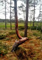 Dieser Baum ist als Sitzgelegenheit gewachsen