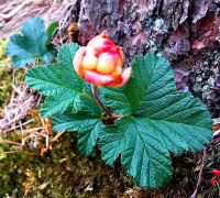 Moltebeeren, Lahemaa Nationalpark
