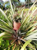 Im botanischen Garten