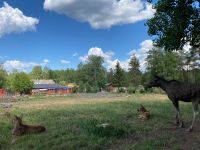 Stolze Elchmama mit zwei Babys