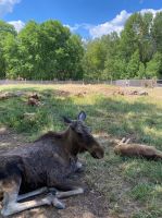 Glückliche Elchmama mit Babys