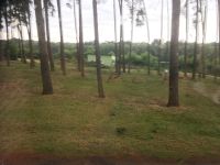 Serengetipark Antilopen
