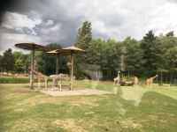 Giraffen