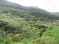 Levada do Marocos - die Terrassenfelder