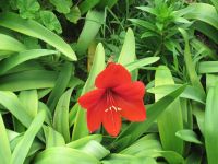 Levada do Marocos - die Lilie