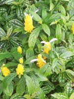 Pflanzen im Garten Esmeralda