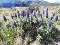 Madeirastolz auf Pico.jpg