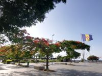 Die Flagge von Madeira an der Hafenpromenade und die Tulpenbäume