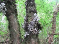 Die Gäste am Baum
