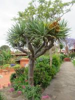 Drachenbaum in der Anlage von Quinta Splendida