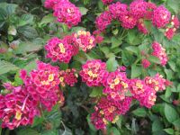 Wandelröschen - Lnatna Camara