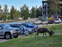 Saariselkä - Rentiere...