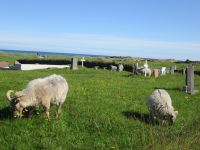 Schafe auf dem Friedhof