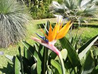 Strelitzie im botanischen Garten