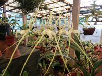 Ist das noch eine Blume oder Spinne ...