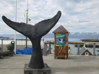 Husavik, Ort für Walsafaris