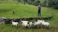 Kells Sheep Farm