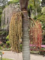 Angra do Heroismo (10)