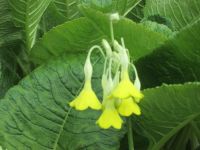 im Garten von Petras Steinesammlung