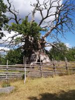 1000 Jährige Eiche bei Kvilleken