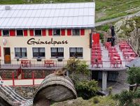 Neugieriges Murmeltier