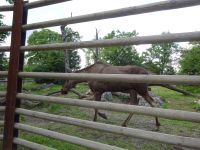 Stockholm: Freilichtmuseum Skansen