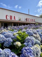 Besuch auf der Teeplantage Cha Gorreana