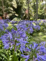 Botanischer Garten Terra Nostra Park