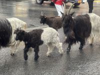 Zermatt - Zug der Schwarzhalsziegen