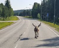 Rentier auf der E75 - Eismeerstraße - Finnisch Lappland