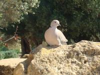 Agrigento