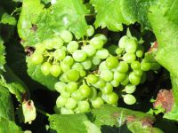 Pico-Wein