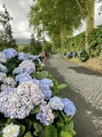 Hortensienliebe