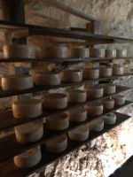 Käse zum Reifen in den Höhlen Asturiens