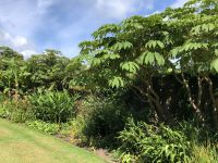 Cecropia Baum -Trelissik Garden