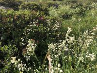Wildblumen