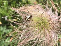 Anemone (Pulsatila alpina) mit Spinne