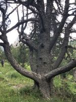 wie im Märchenwald