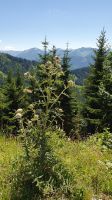 Wolldistel am Abstieg von der Blaubergalm