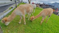 Lamas am Ahornboden
