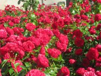 Klaipeda - voller roter Rosen