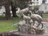 Hier halten die Steinböcke still, dass man sie in Ruhe fotografieren kann.